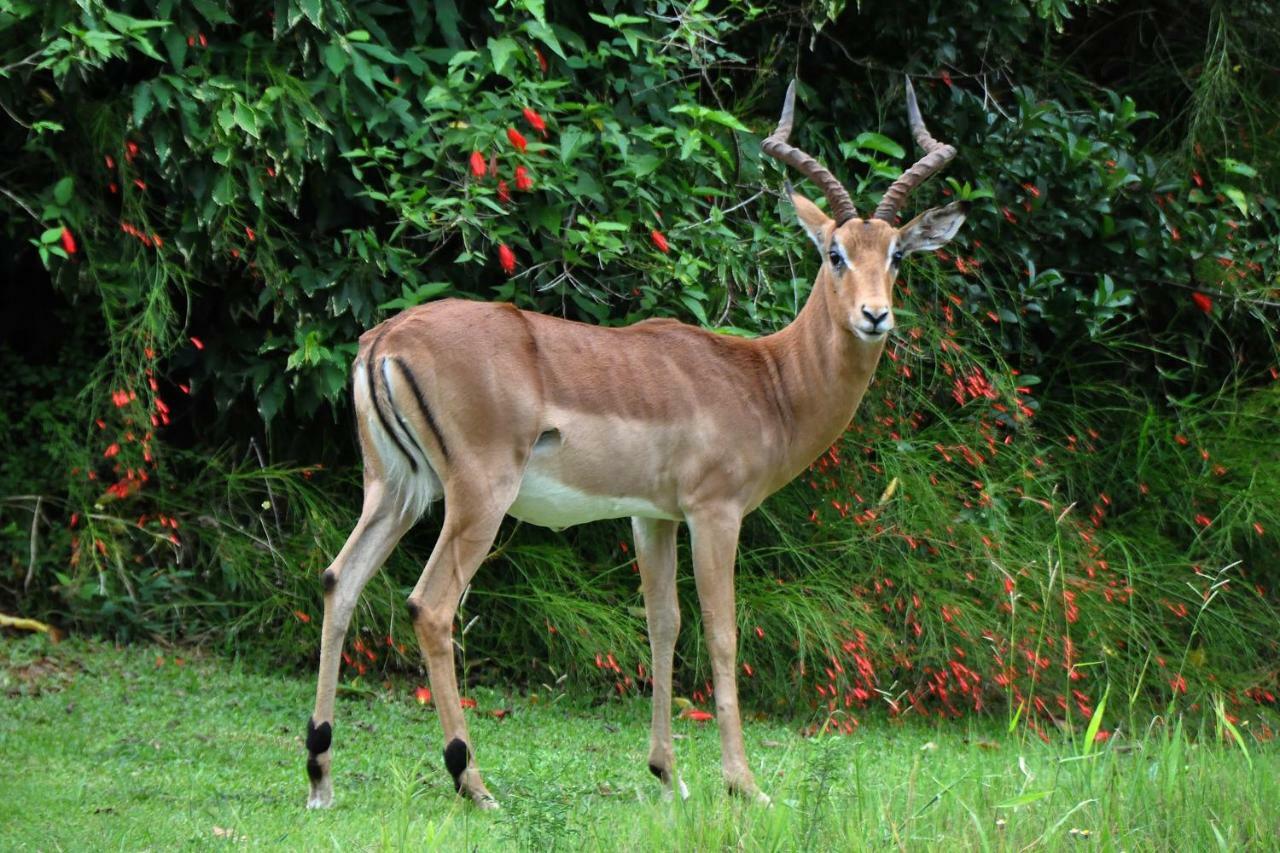 Kruger Park Lodge Unit No. 543 Hazyview Esterno foto